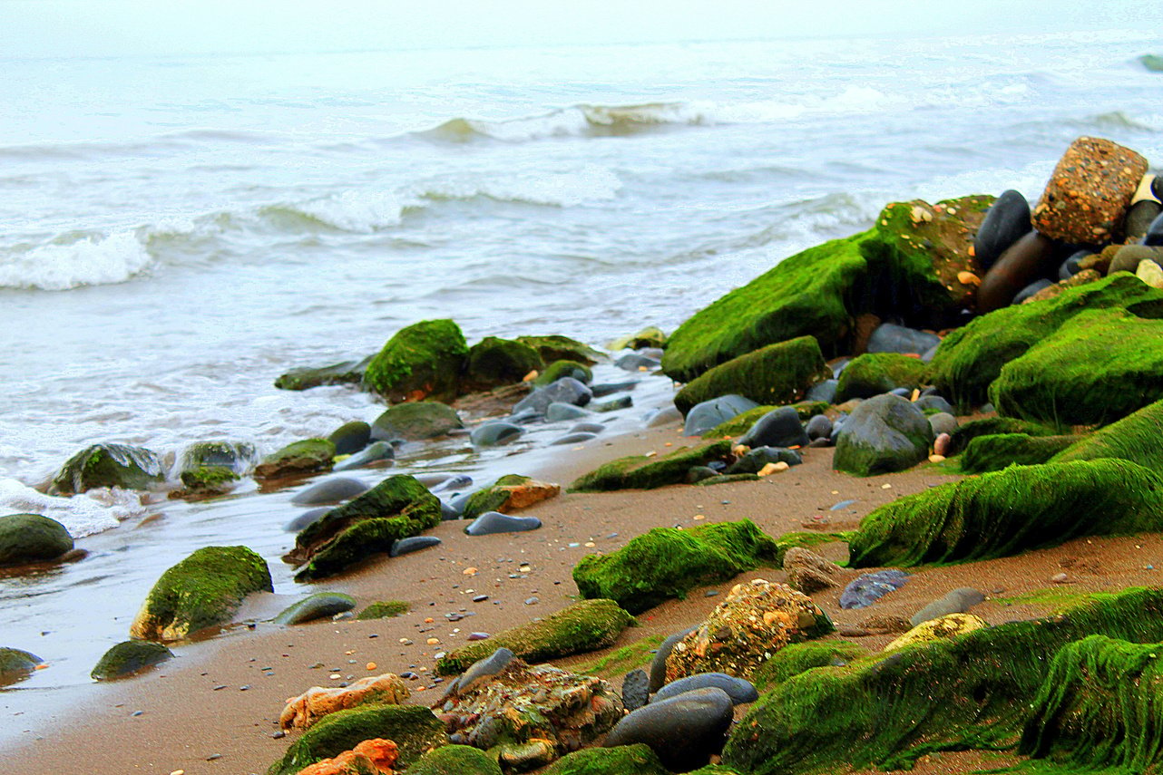 sea and moss